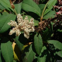 Koenigia mollis (D.Don) T.M.Schust. & Reveal